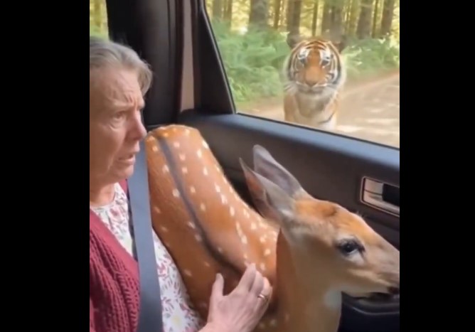 אישה מצילה במבי מטיגריס(AI)